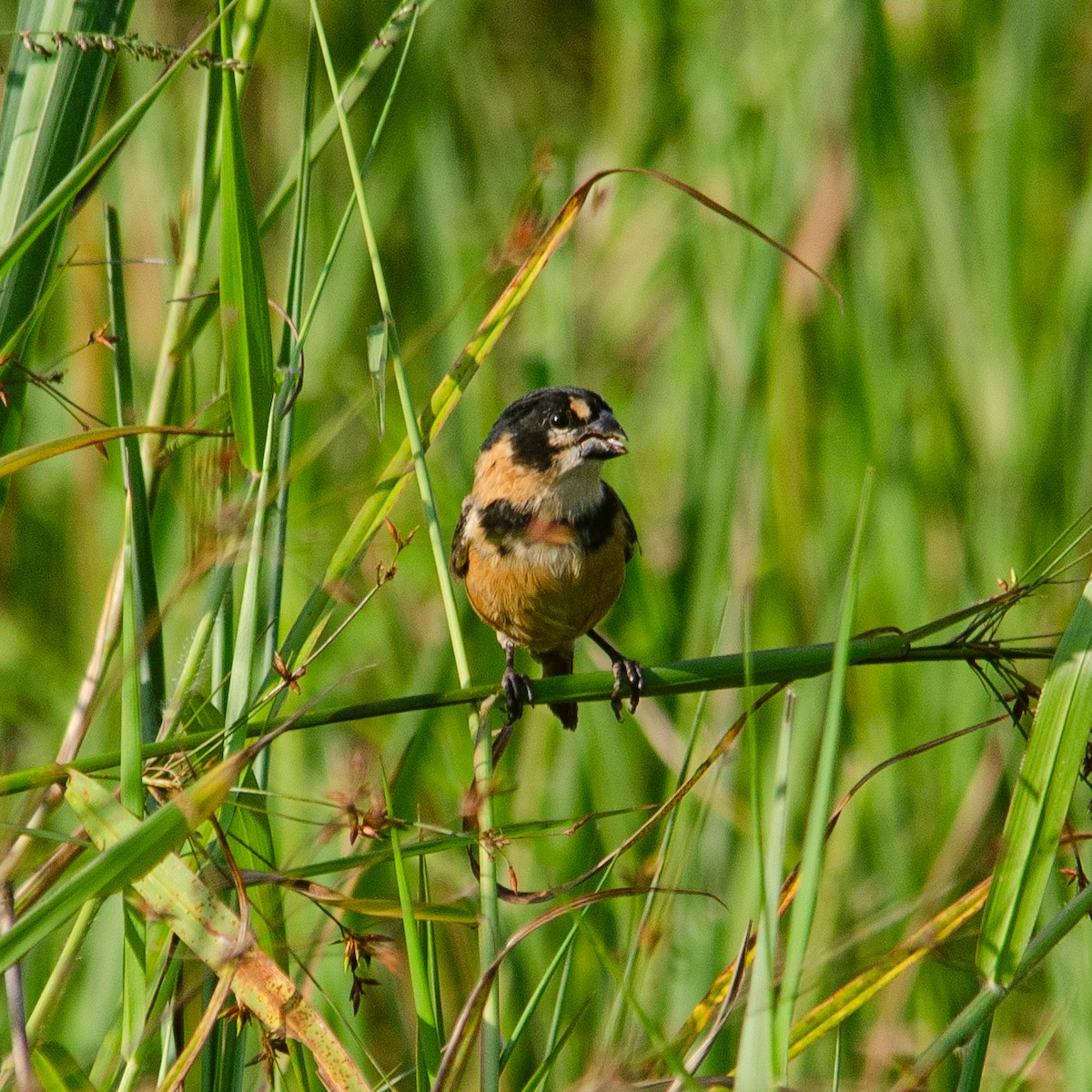 Rusty-collared Seedeater - ML618919947