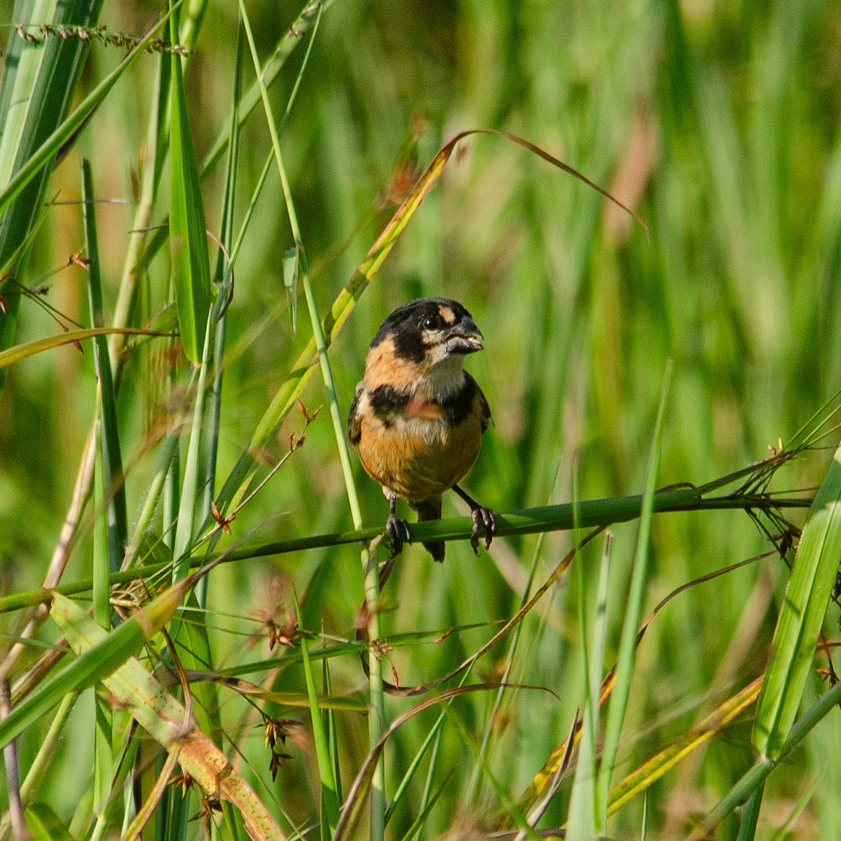 Rusty-collared Seedeater - Vinicius Radica Corrêa