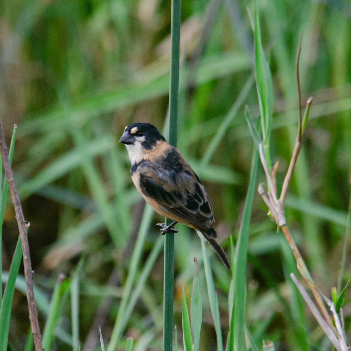 Rusty-collared Seedeater - ML618919948