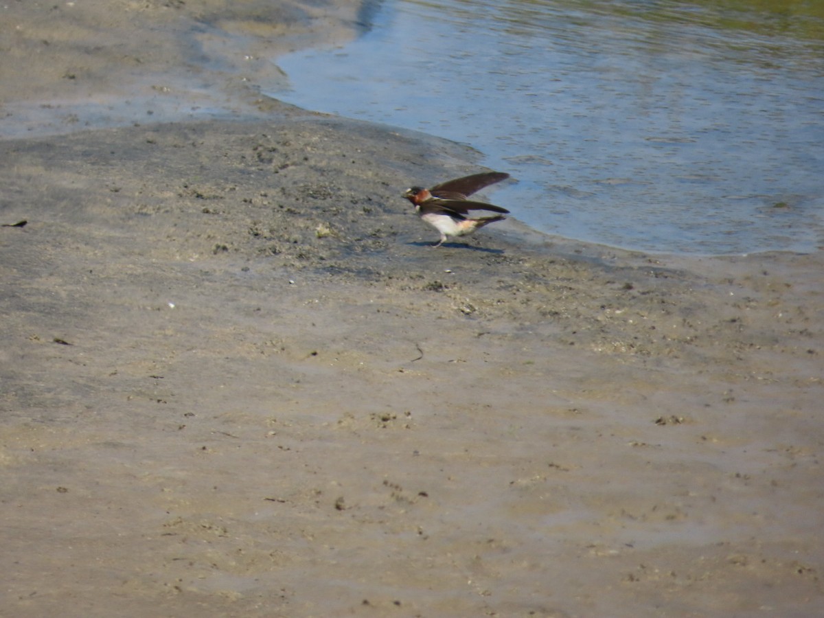 Cliff Swallow - Dottie Marron