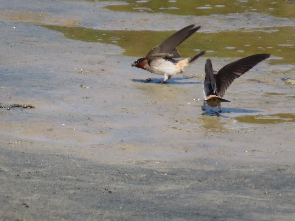 Cliff Swallow - Dottie Marron