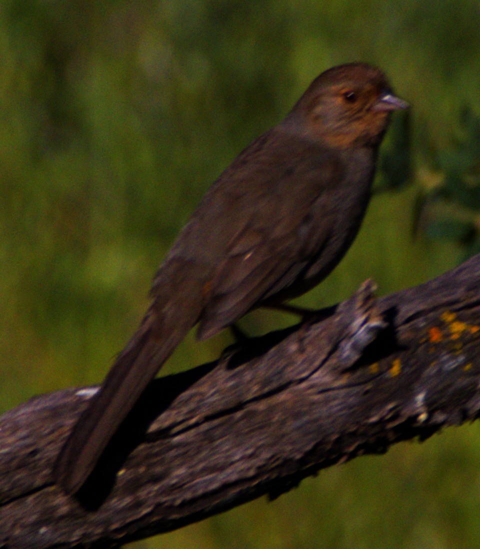 California Towhee - Andrew Melnick