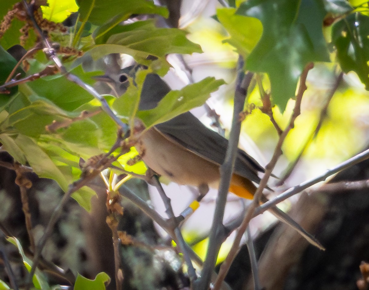 Colima Warbler - Joshua Wykes