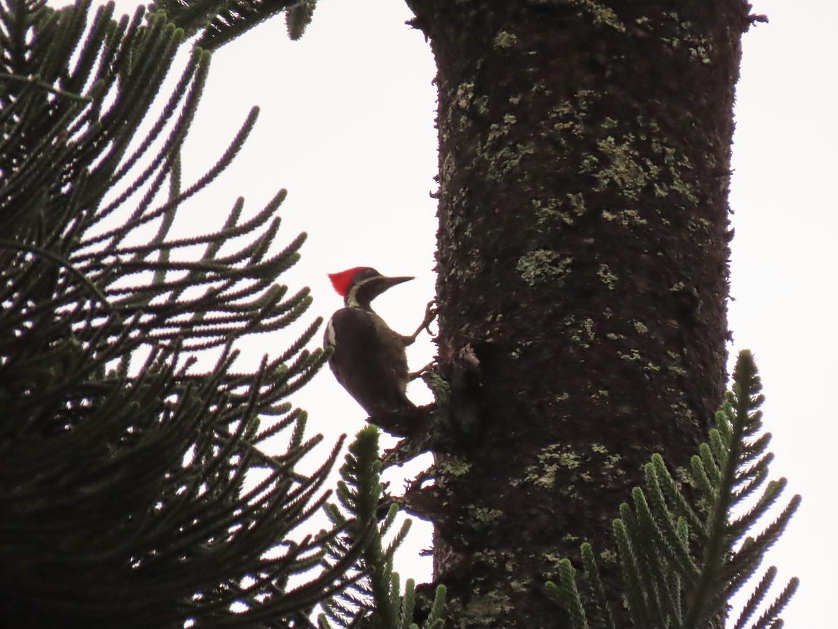 Lineated Woodpecker - Juan Gonzalo Mesa Restrepo