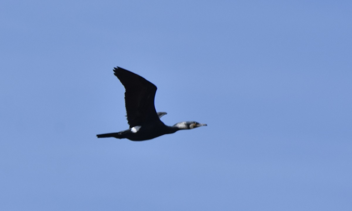 Great Cormorant - Benoit Goyette