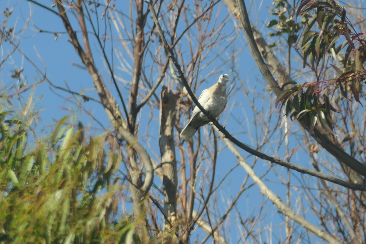 Mourning Dove - Megan  Scott