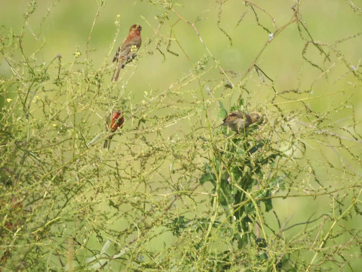 House Finch - Pamela Goolsby