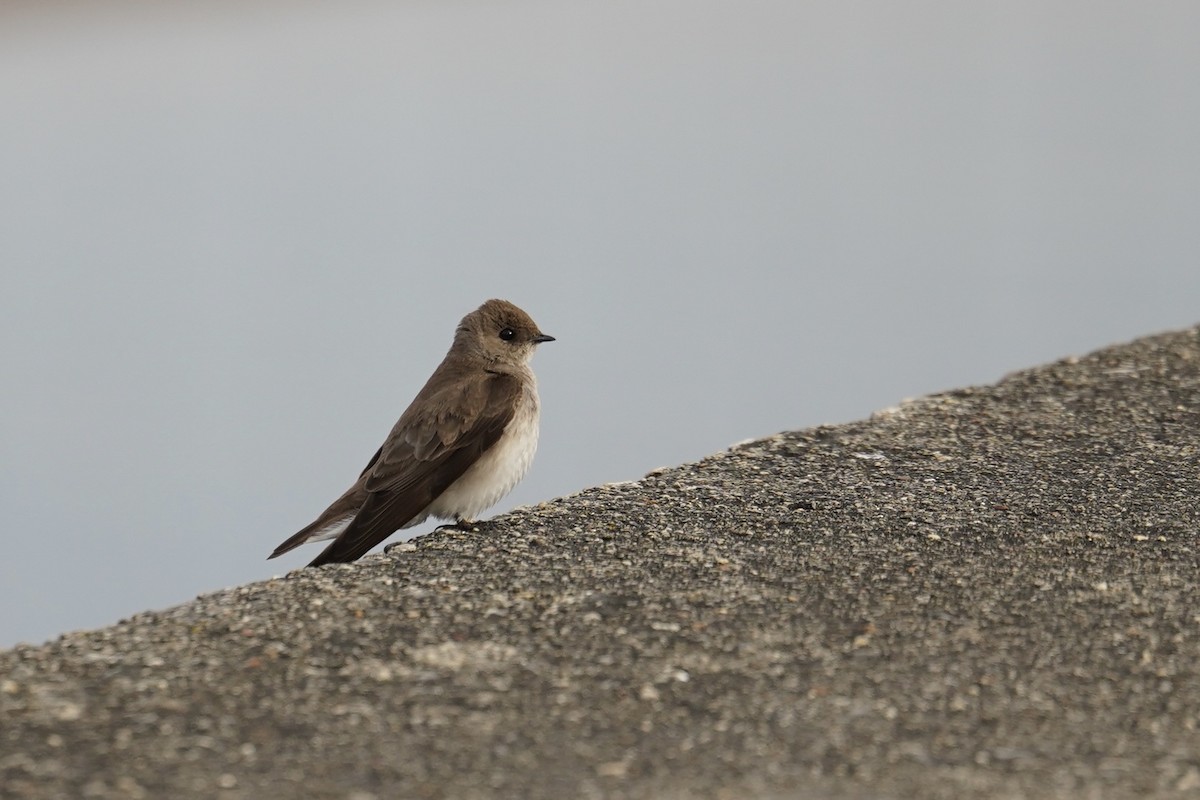 Northern Rough-winged Swallow - ML618920021