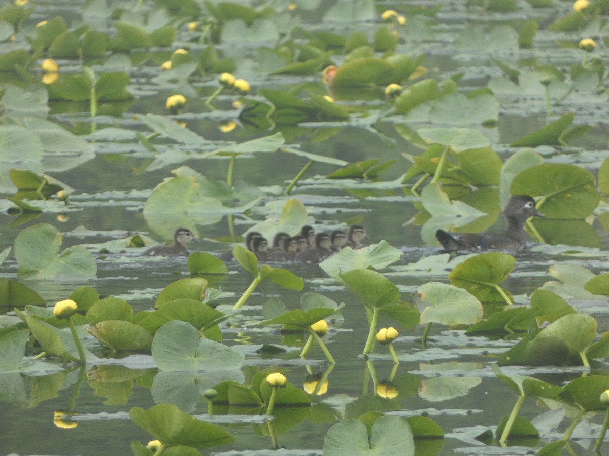 Wood Duck - Anonymous