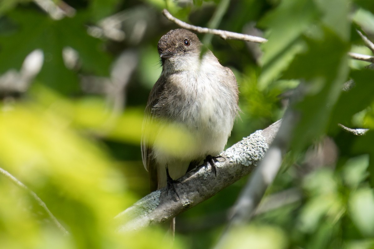 Eastern Phoebe - Paco Luengo