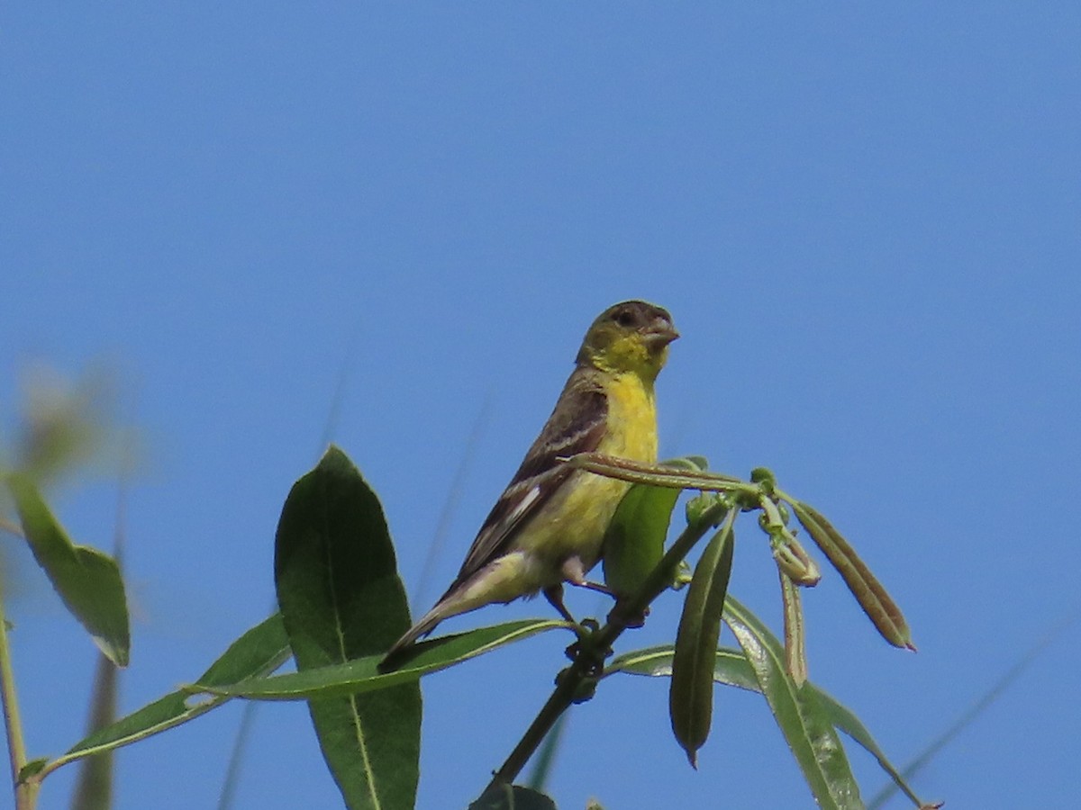 Lesser Goldfinch - Dottie Marron