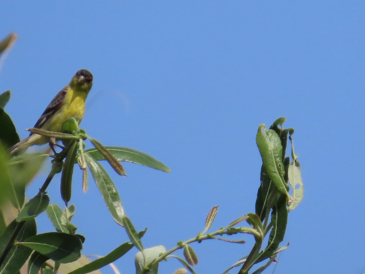 Lesser Goldfinch - ML618920059