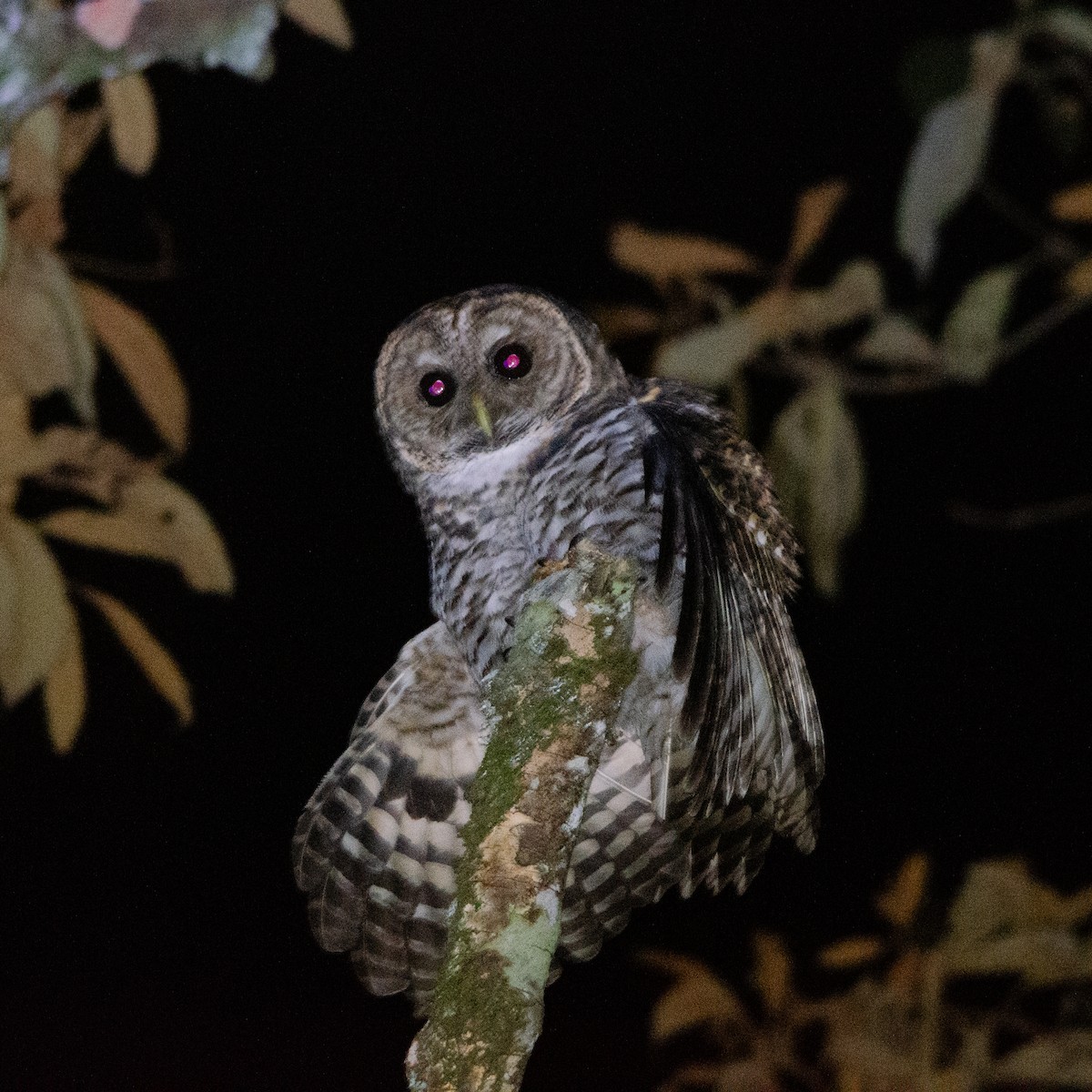 Rusty-barred Owl - Vinicius Radica Corrêa