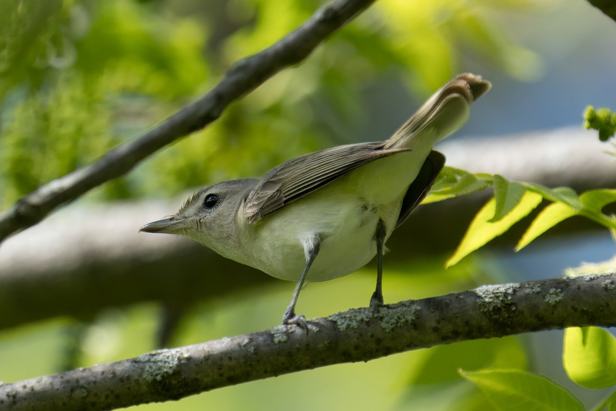 Warbling Vireo - ML618920078