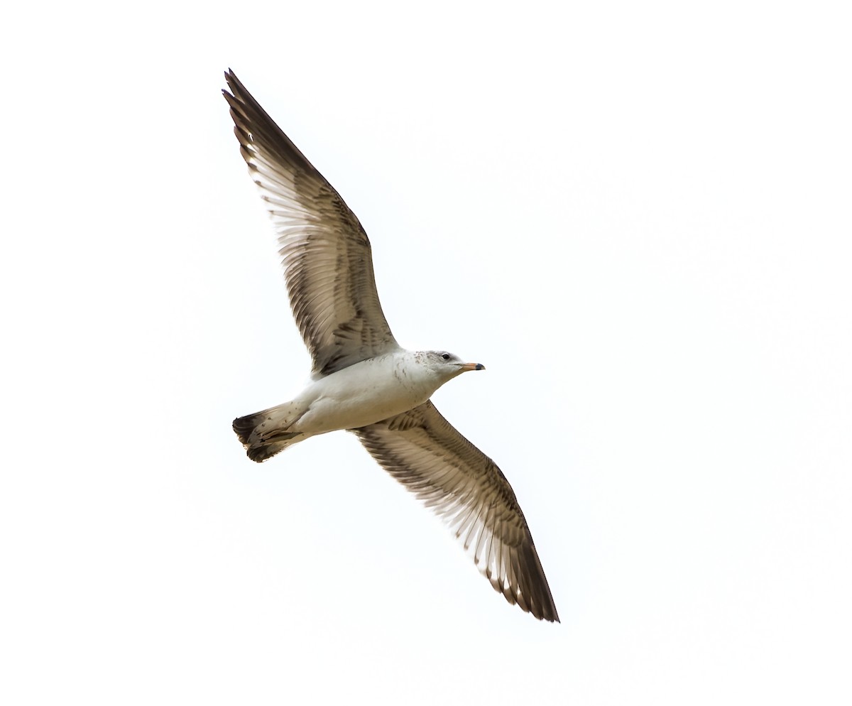 Ring-billed Gull - ML618920081