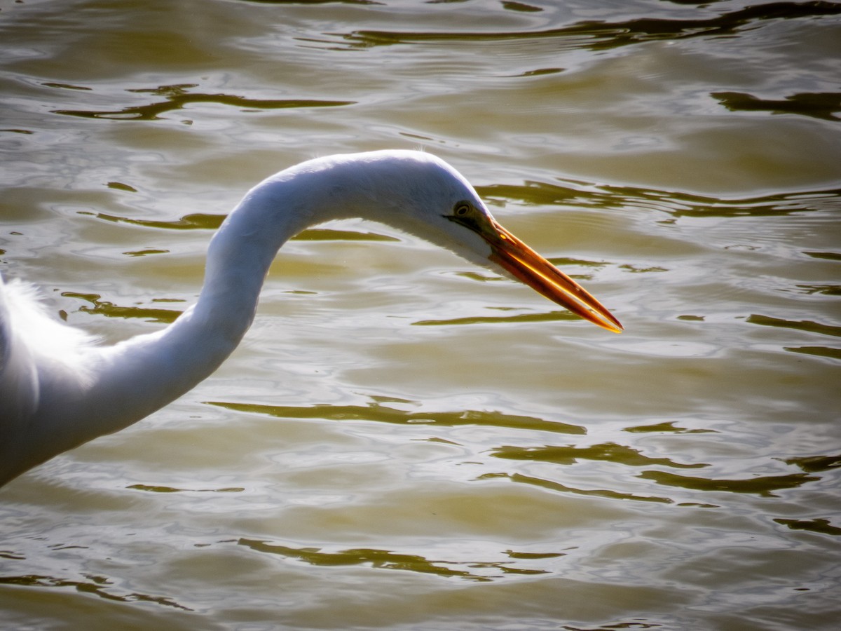 Great Egret - Gabriel V Leite