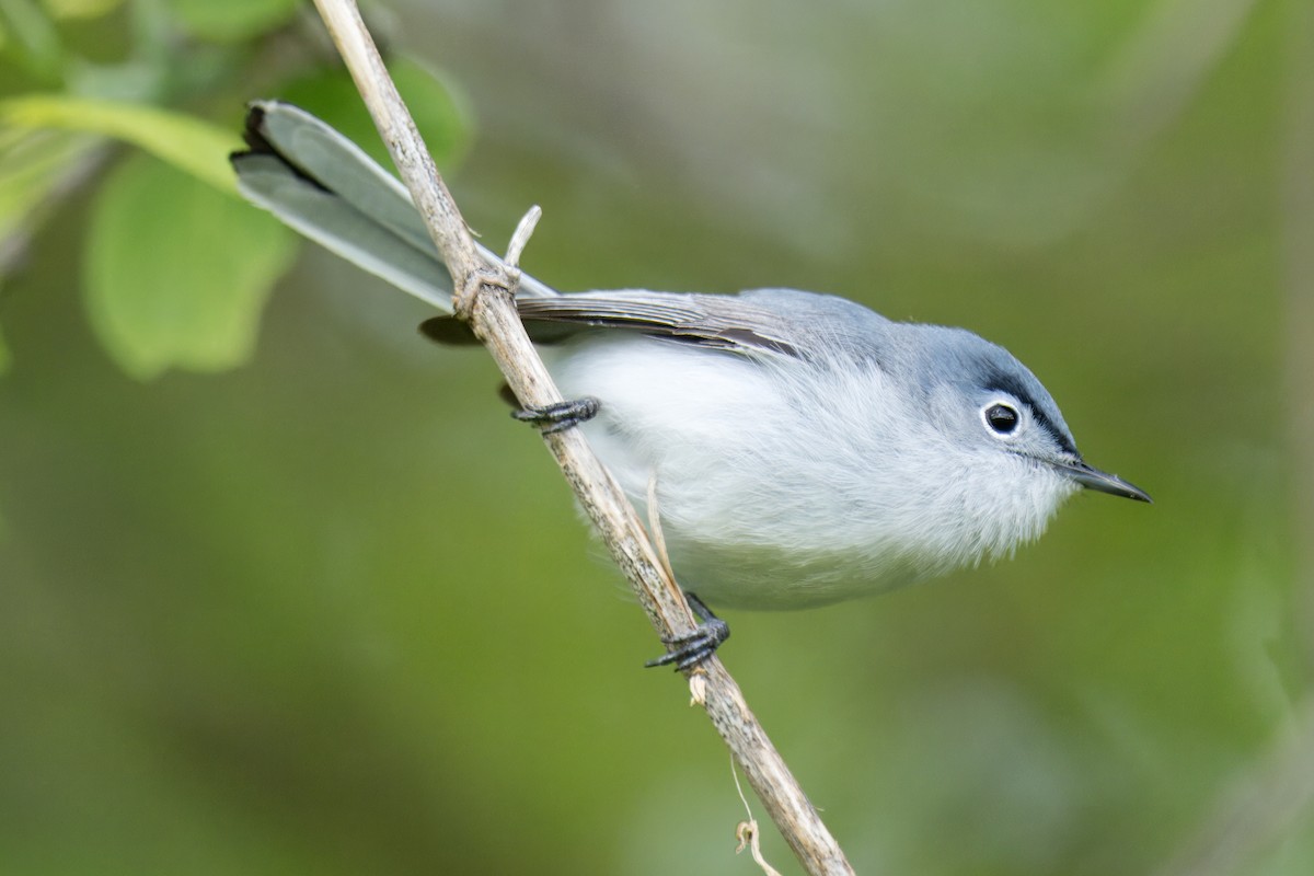 Blue-gray Gnatcatcher - ML618920109