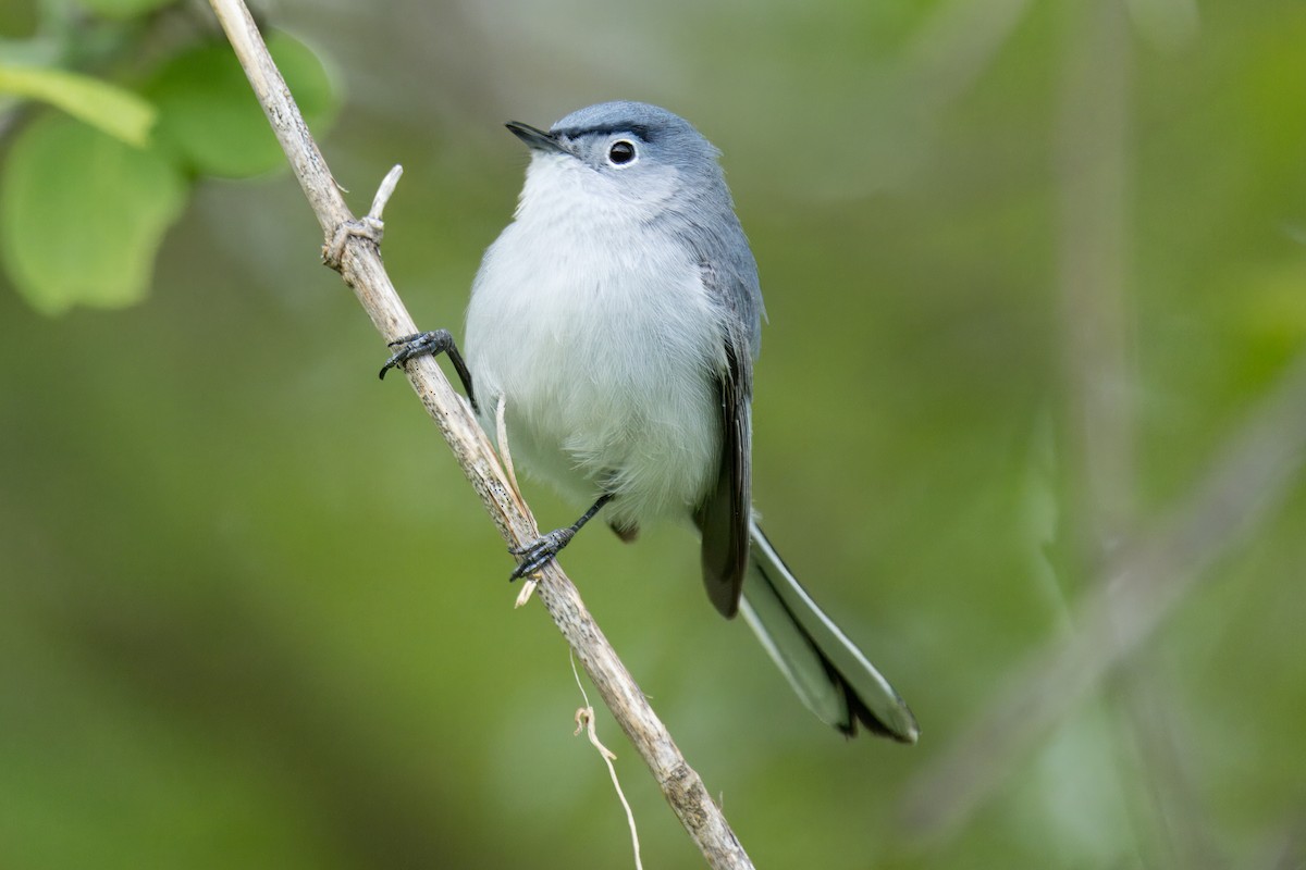 Blue-gray Gnatcatcher - ML618920110