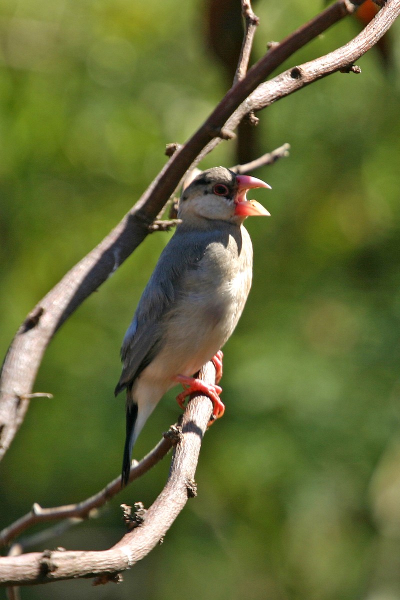 Java Sparrow - William Clark