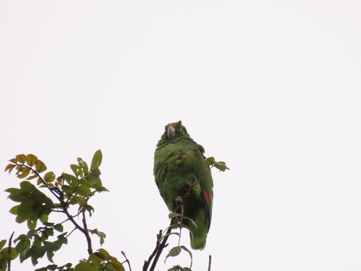 Yellow-crowned Parrot - Juan Gonzalo Mesa Restrepo