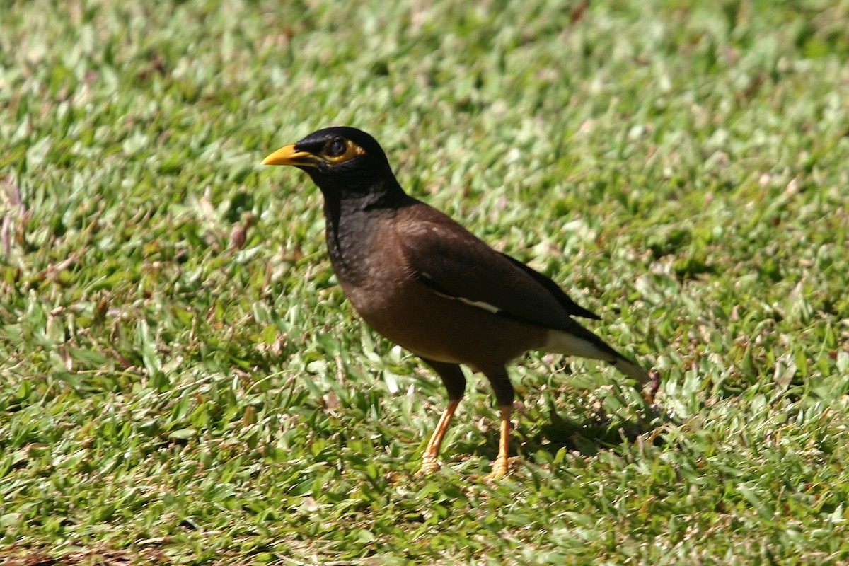 Common Myna - ML618920127