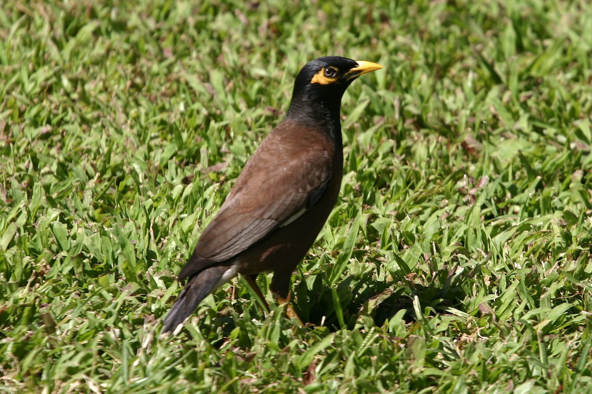 Common Myna - ML618920133