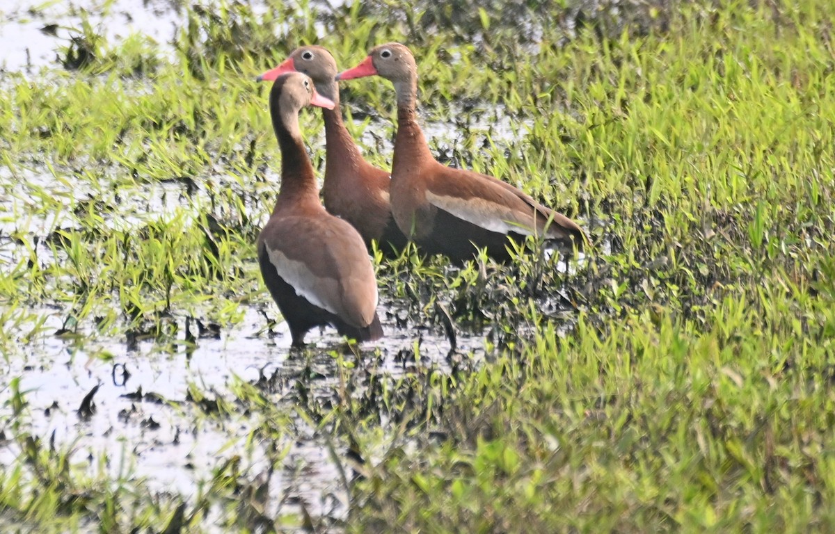 Black-bellied Whistling-Duck - James Bozeman