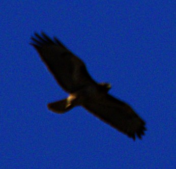 Red-tailed Hawk - Andrew Melnick