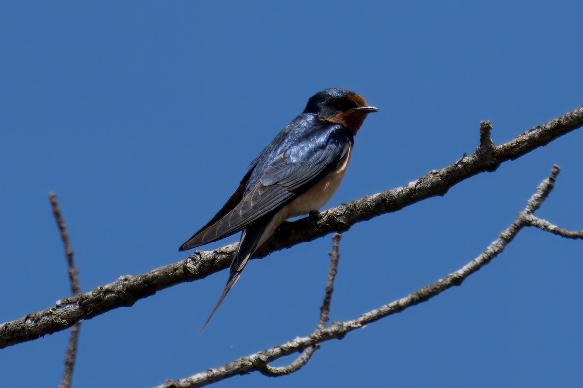 Barn Swallow - ML618920143