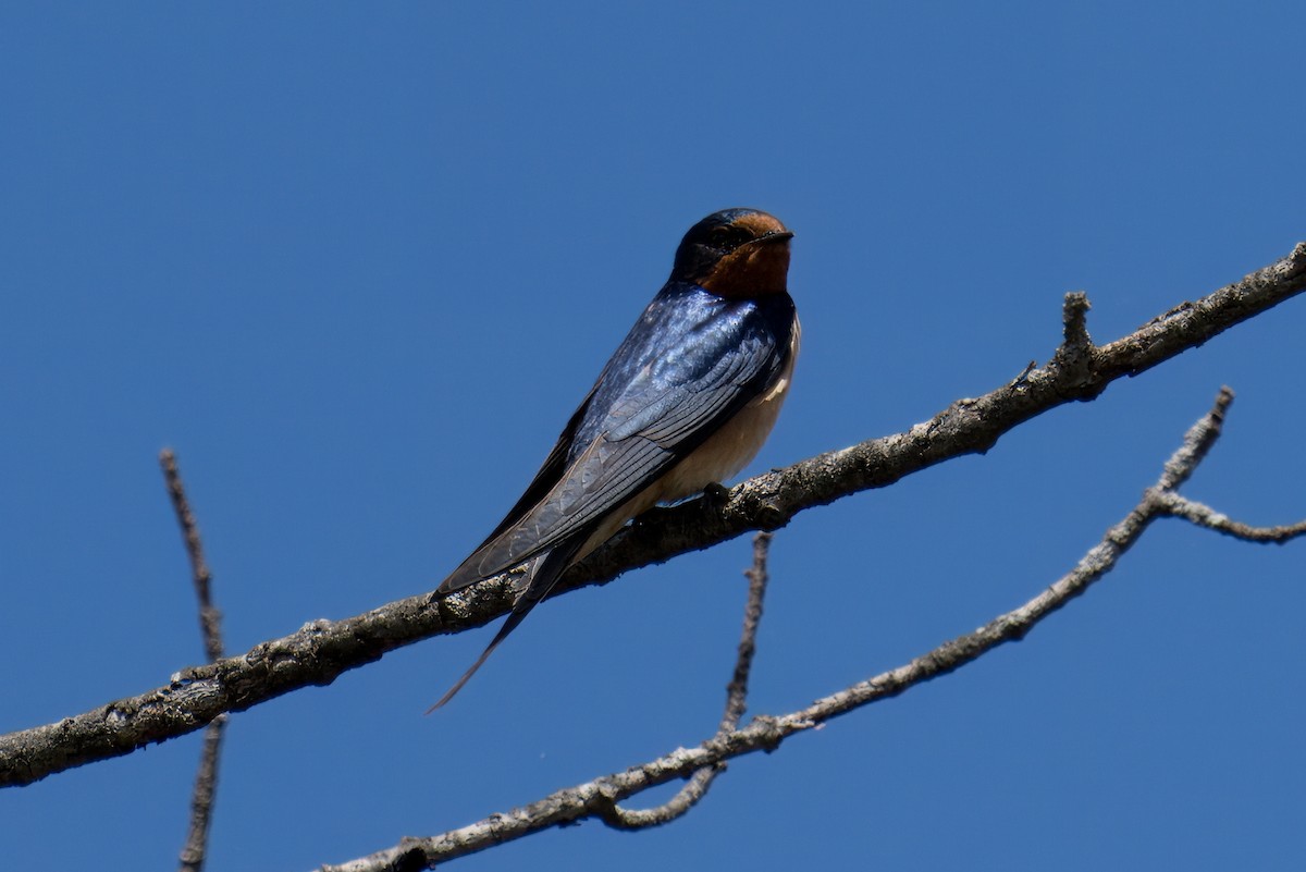 Barn Swallow - ML618920144