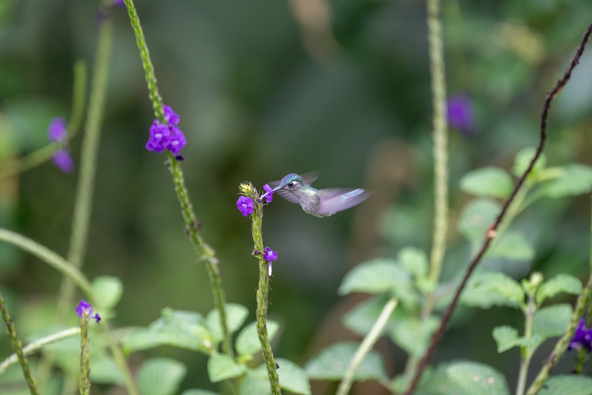 Violet-headed Hummingbird - Charles Thomas