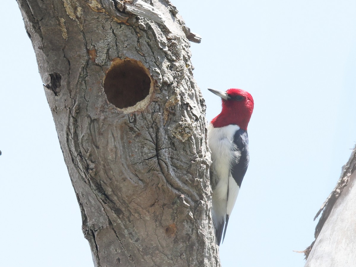 Red-headed Woodpecker - Myles McNally