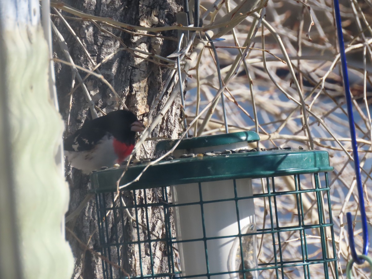 Rose-breasted Grosbeak - Jan Leonard