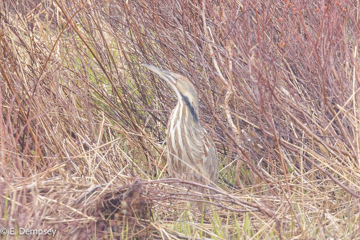 American Bittern - ML618920201