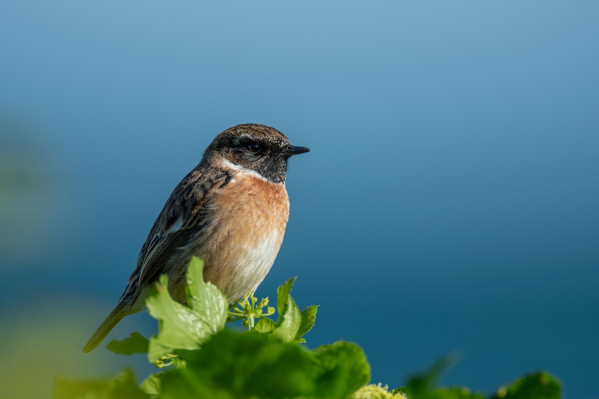 European Stonechat - Lionel Xavier Horn