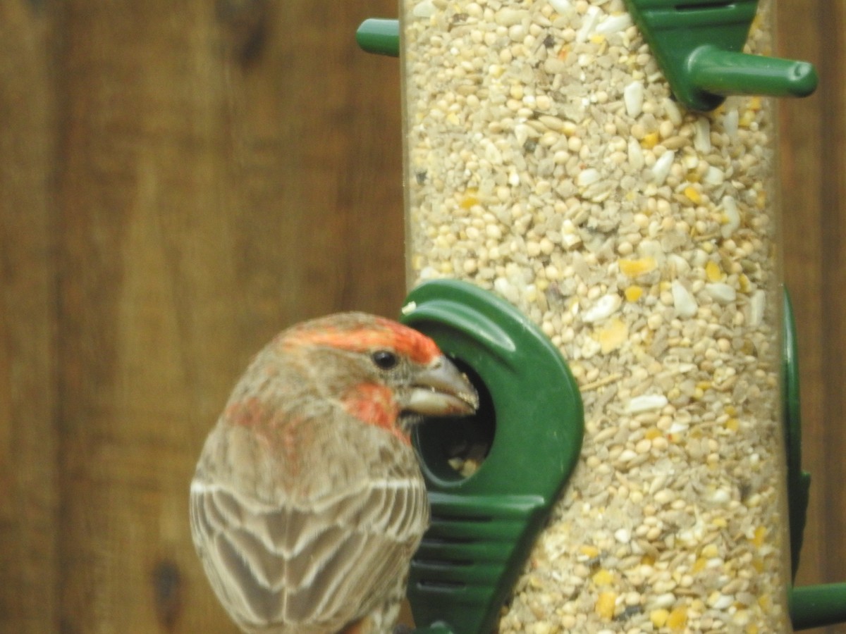 House Finch - Pamela Goolsby