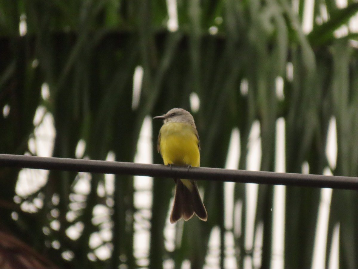 Tropical Kingbird - Juan Gonzalo Mesa Restrepo