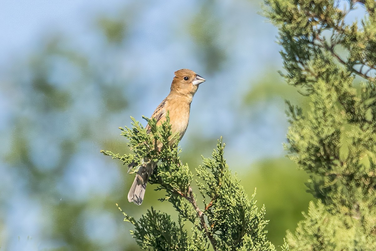 Blue Grosbeak - Doug Waters