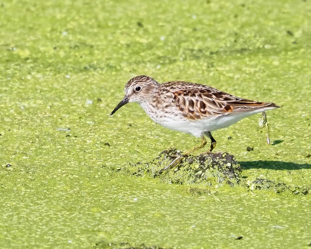 Least Sandpiper - ML618920227