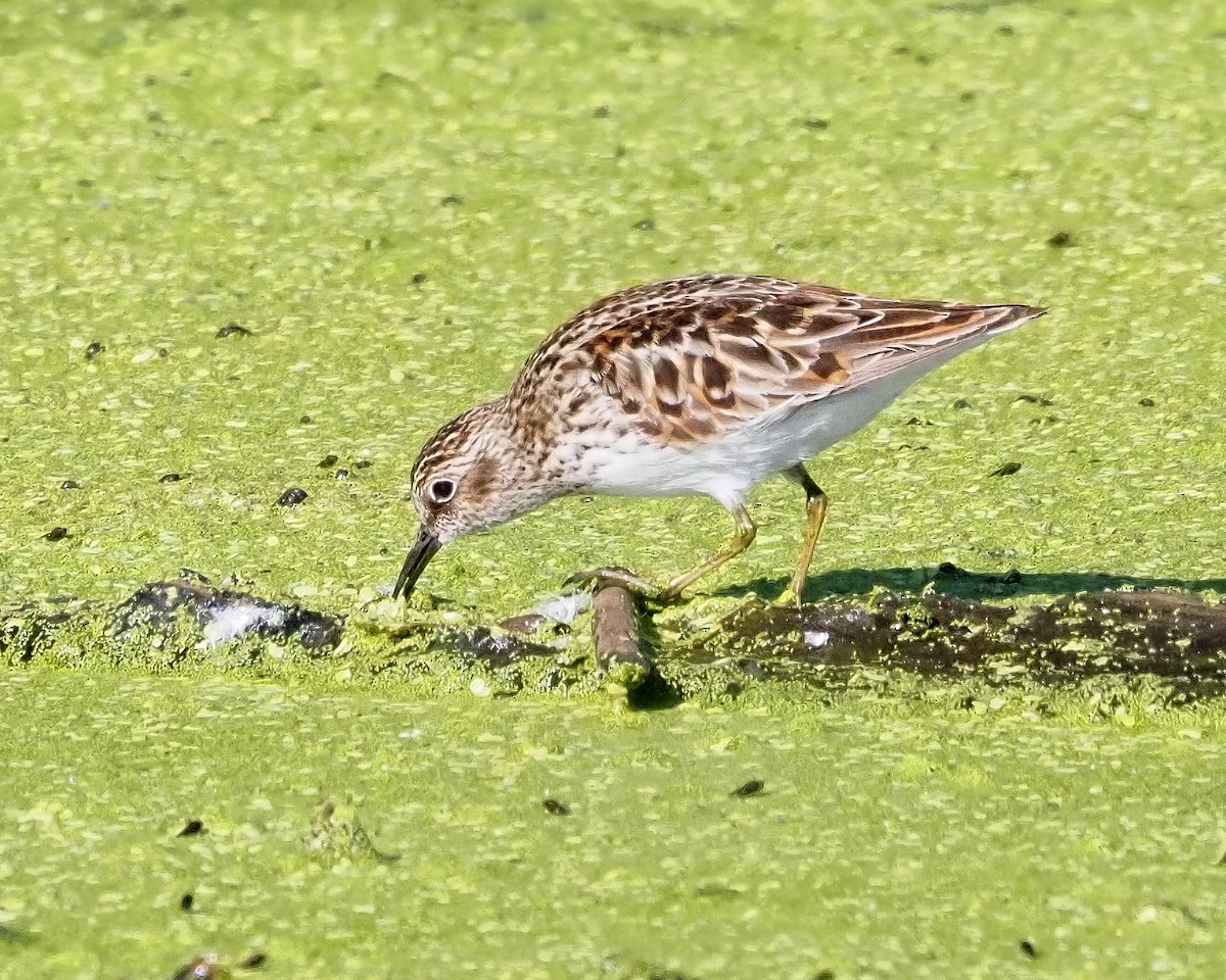 Least Sandpiper - ML618920228