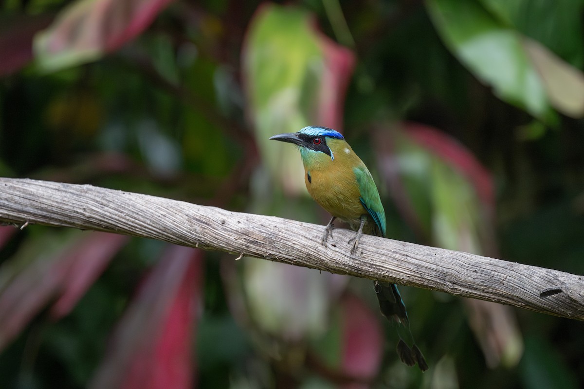 Lesson's Motmot - Charles Thomas