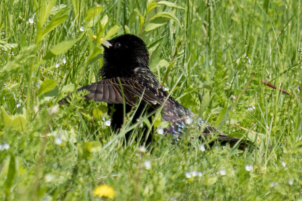 European Starling - ML618920238