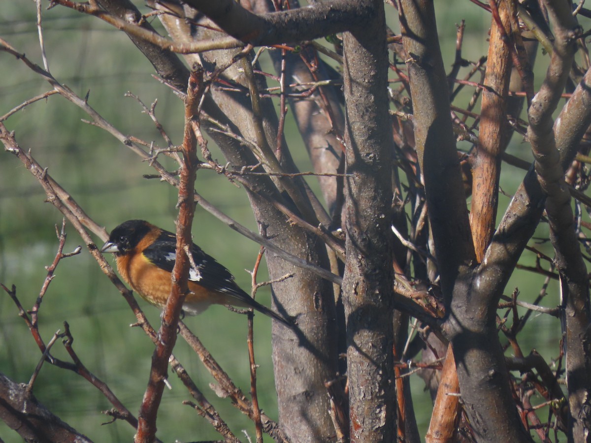 Cardinal à tête noire - ML618920239