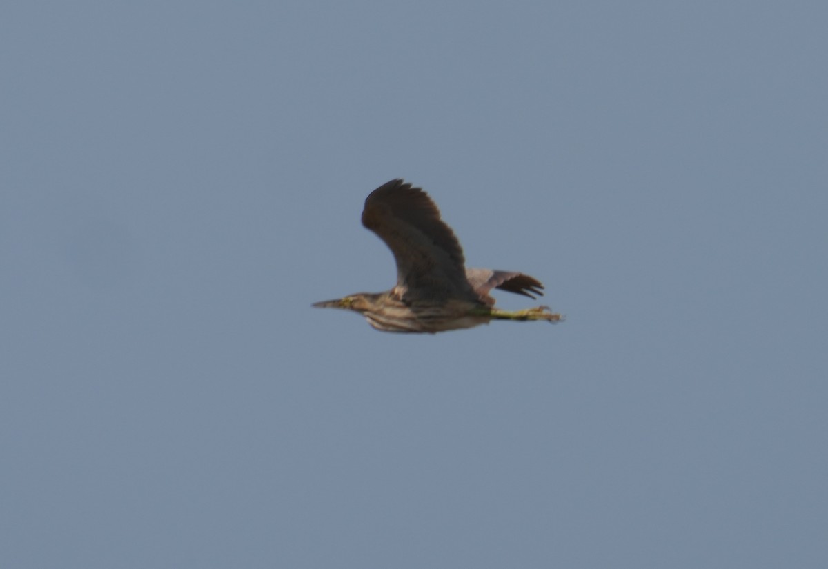 American Bittern - Kevin Scaldeferri