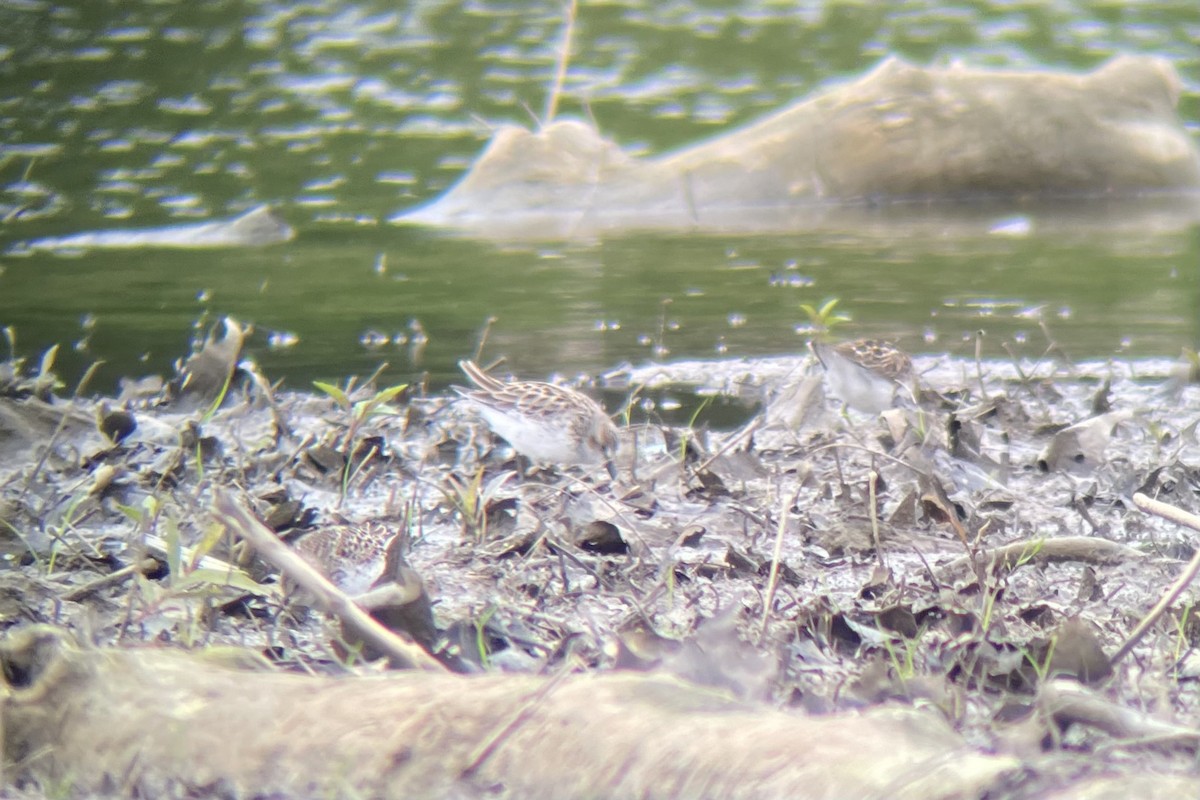 Semipalmated Sandpiper - Eric Zawatski