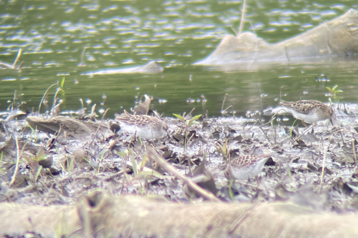 Semipalmated Sandpiper - ML618920251