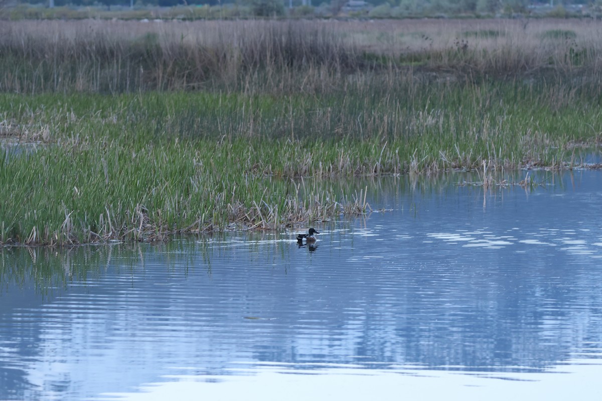 Northern Shoveler - ML618920252