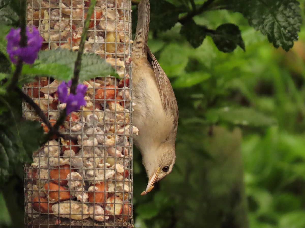 House Wren - Juan Gonzalo Mesa Restrepo