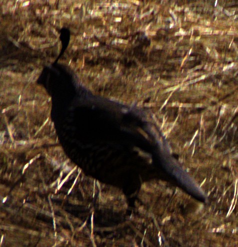 California Quail - Andrew Melnick