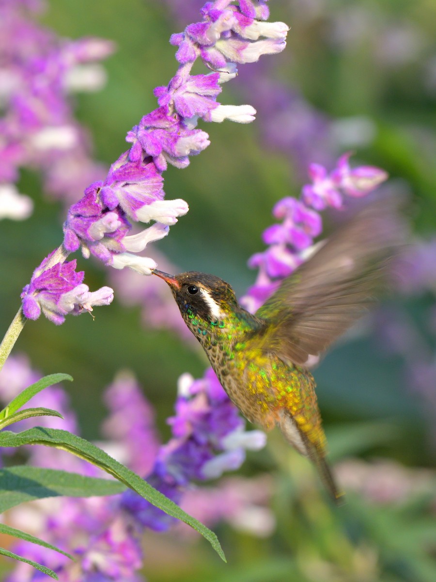 White-eared Hummingbird - Isain Contreras